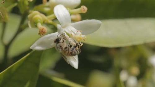 Bee Pollinating White Flower Up Close
