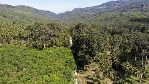 Weg durch die Kokosnussplantage. Straße durch Kokospalmen an einem sonnigen Tag auf der Insel Koh Samui