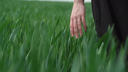 Flamboyant Girl In Black Dress Goes By The Field.