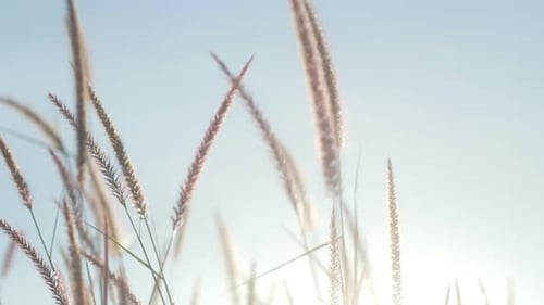 Tall Grass Swaying Gently in the Wind