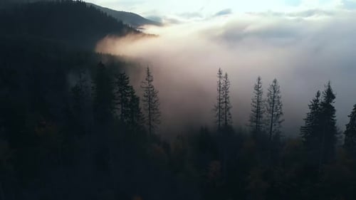 Aerial view: Amazing Thick Morning Fog Covering Mountains Spice and Spruce Forest.