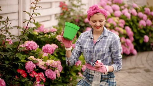 Woman Gardening with Pink Hydrangeas in Rural Garden