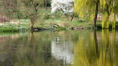 Ducks Swim on Lake Close Up