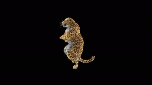 66 Leopard Dancing 4K