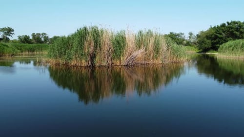 Plants On The Lake Island