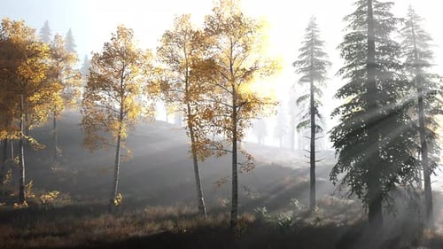 Forêt lumineuse tôt le matin dans les montagnes