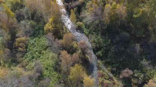 Top Down View Autumn Forest