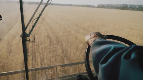 Man Driving a Combine and Harvesting the Wheat.