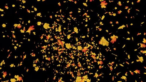 Maple Leaves Explosion 4K