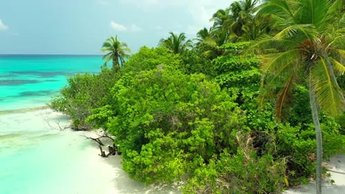 Aerial drone shot texture of tranquil shore beach wildlife by turquoise lagoon and white sand backgr