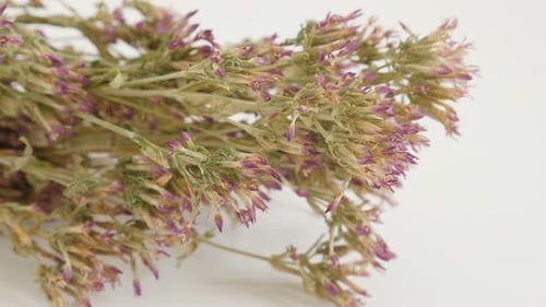 Herbal plant common European centaury shallow DOF 4K 2160p 30fps UltraHD footage - Dried flowers of