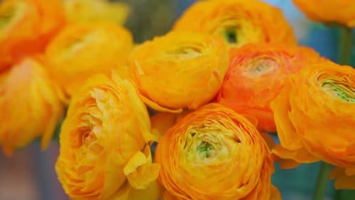 Close-Up of Blooming Yellow and Orange Ranunculus Flowers