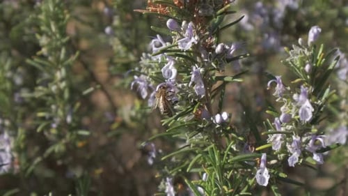 Spring Bee Pollinating Flowers