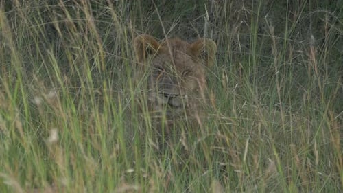 Lion Resting in Tall Grassy Nature