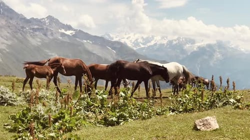 Horses Graze Peacefully in Mountain Landscape
