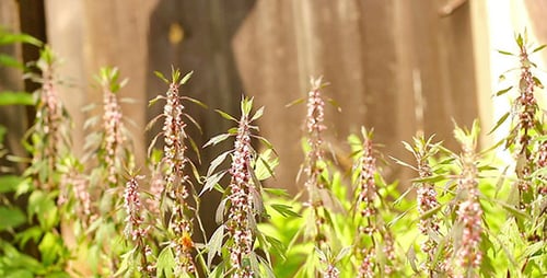 Green Grass And Wooden Fence
