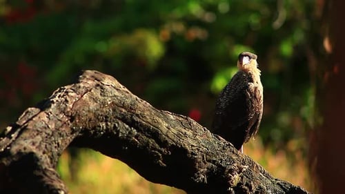 Eine wachsame Caracara mit Nordhaube untersucht ihre Umgebung, während sie auf einem Ast thront