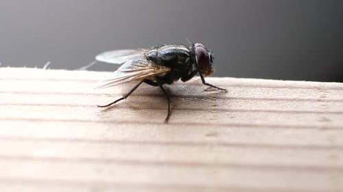 Macro Footage of a Common Housefly