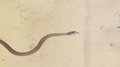 Poisonous Snake Crawls Along the River Bank. Slow Motion