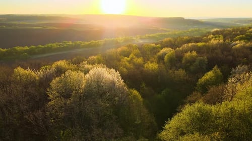 Aerial View of Woodland with Fresh Green Trees in Early Spring at Sunset