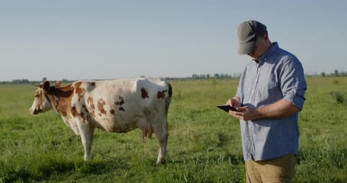 Farmer Uses Tablet Stands on Pasture Where Cow Grazes