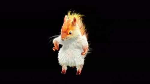 72 White Squirrel Dancing 4K