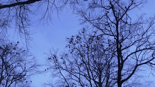 Flock of Birds