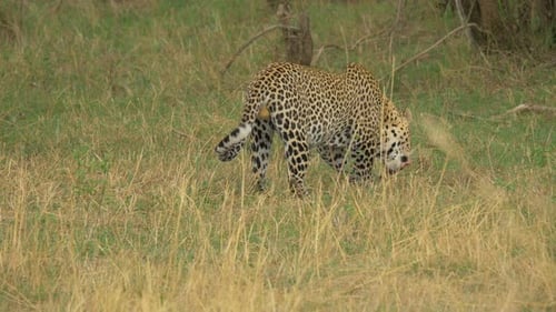Leopard eating an animal leg