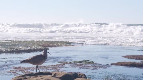 Whimbrel Bird in Tide Pool Wild Curlew Shorebird in Tidepool California Coast
