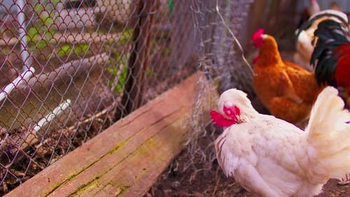 Close Up of Chicken Walking Near Fence in Paddock Outdoor