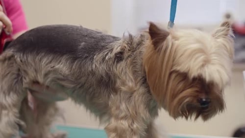 Hunde-Clipping