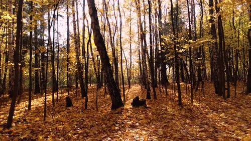 Colorful Autumn Forest Wood