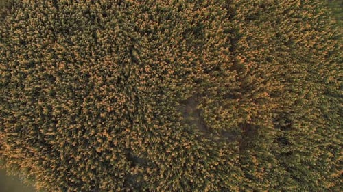 AERIAL: Still Shot of Hypnotizing Field of Reeds Swaying in the Wind