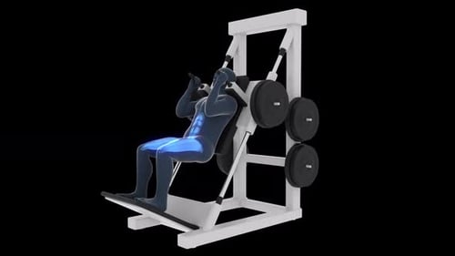 Animated 3D Model Showing Leg Muscle Activation During Hack Squats