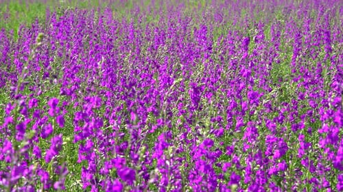 Purple Wildflowers 9