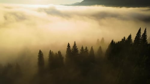 Aerial View of Amazing Scenery with Foggy Dark Mountain Forest Pine Trees at Autumn Sunrise