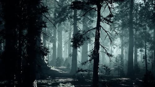 Black Tree Trunk in a Dark Pine Tree Forest