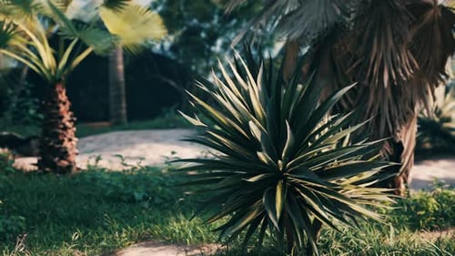 Swaying Agave Plant in a Lush Tropical Garden