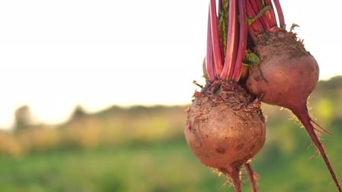 Grande belle récolte de légumes rouges aux betteraves