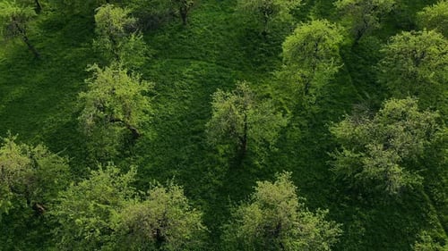 Top View of Green Forest and Grass with Path