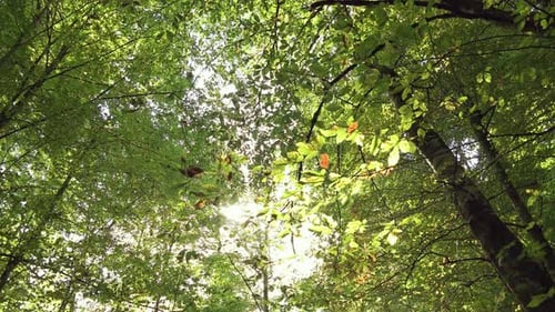Green Forest Canopy with Sunlight Streaming Through