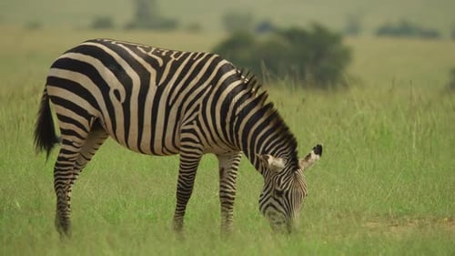Zebra frisst Gras