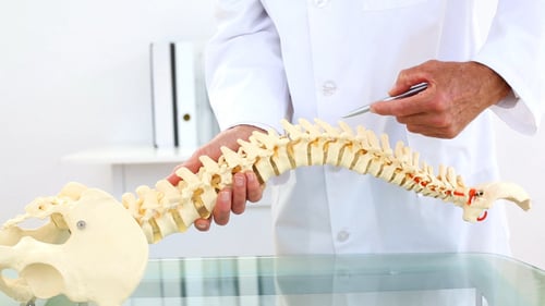 Doctor Demonstrating Spine Model in Bright Office