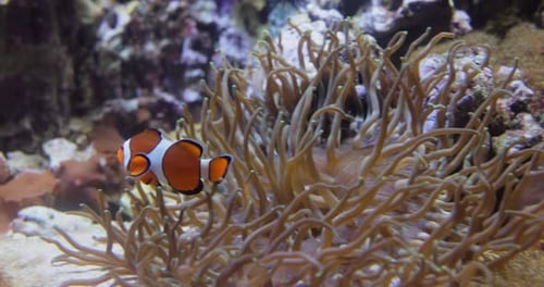 Topical Saltwater Fish Clownfish Anemonefish