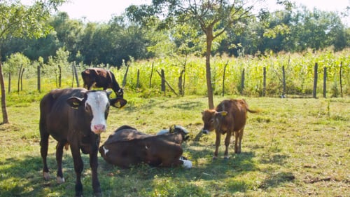 Groupe de vaches