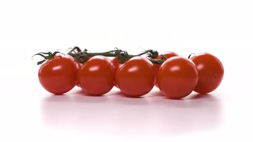 Fresh Red Tomatoes on Branch Rotate on White Background