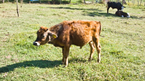 Calf