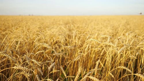Beautiful Field of Ripe Wheat Against the Sky After Sunset
