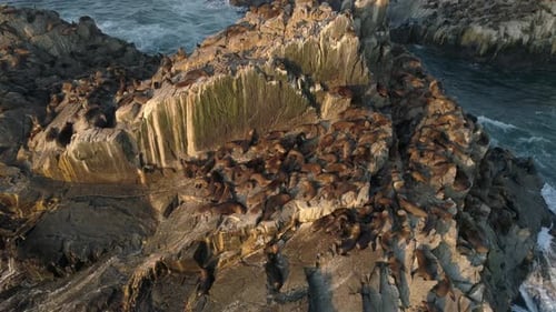 Group of Seals and Sea Lions Resting in the Sun at the Beach AERIAL