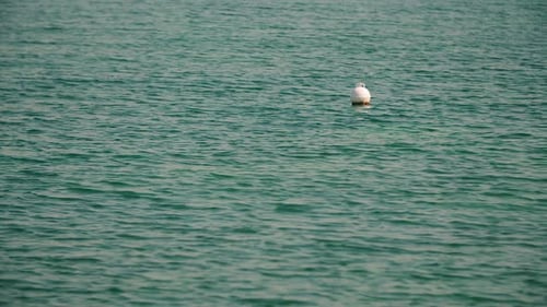 Buoy on the Surface of the Sea
